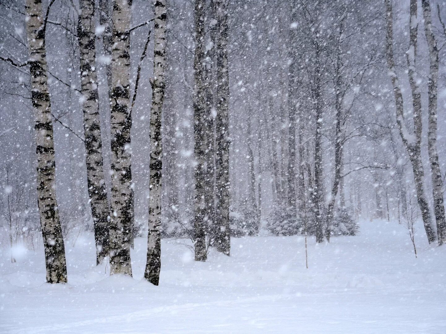 Февраль метель картинки. Снежная метель. Метель вьюга пурга буран снежная буря. Зимние деревья. Зима метель.