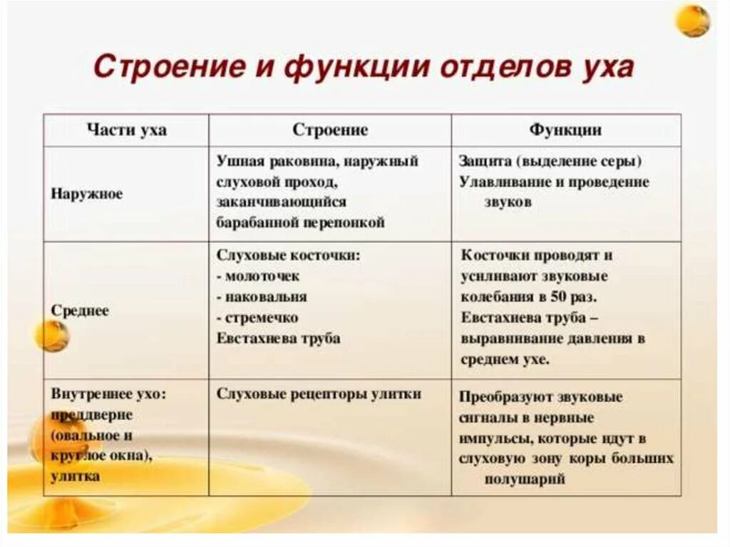 Какая функция среднего уха