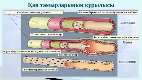 Мен ұйықтап жатқан əйелді силап, оның кискасына кірдім.