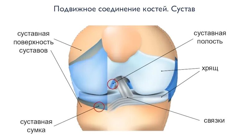 Подвижное соединение суставов. Соединение костей строение сустава классификация суставов. Строение подвижного соединения костей. Строение костей соединение костей. Подвижные соединения костей.