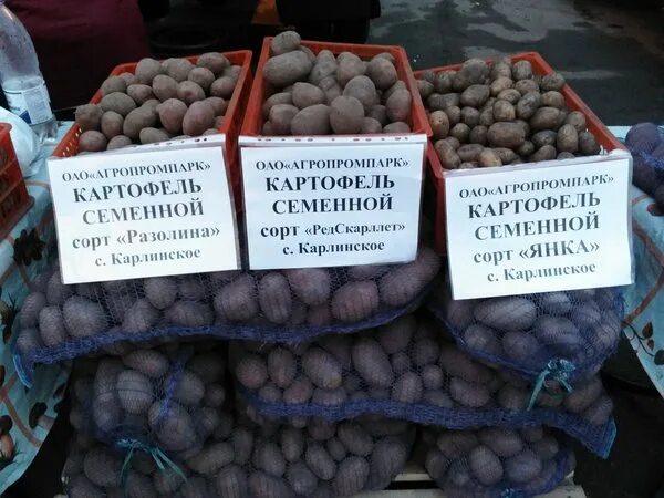 Купить картофель в воронежской. Картошка в магазине. Картошка на рынке. Магазин семенного картофеля. Продается картофель на семена.
