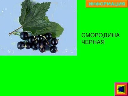 Песня про смородину