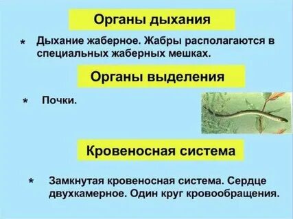 Органы выделения у рыб и земноводных