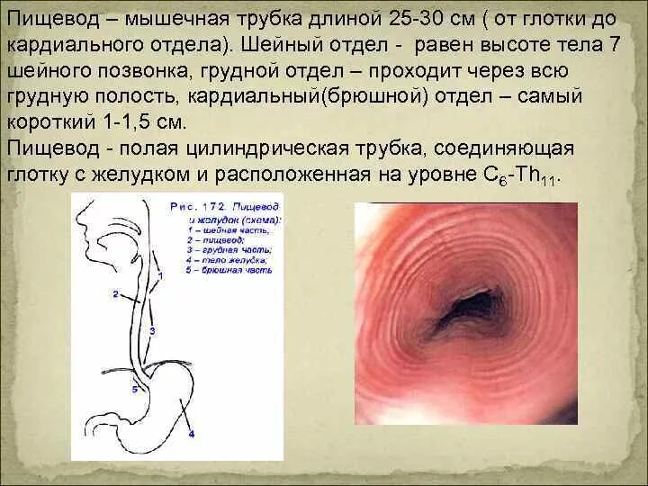 Короткий пищевод. Пищевод это мышечная трубка. Пищевод трубка длиной. Мышцы пищевода.