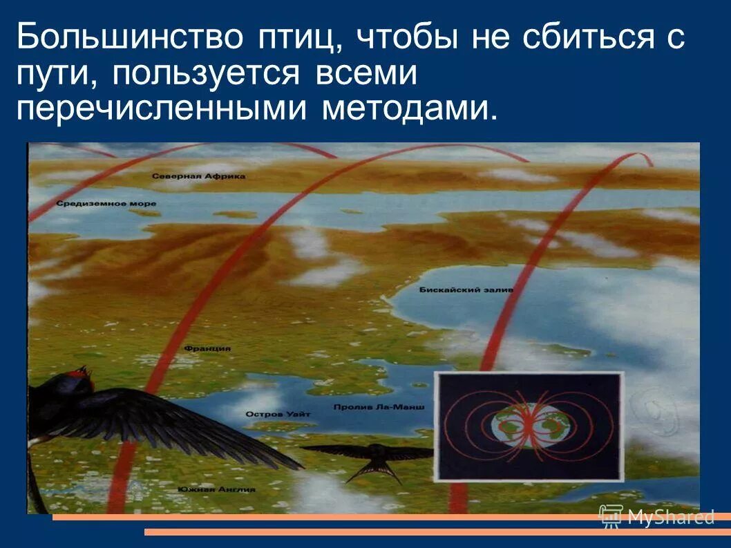 Почему птицы не сбиваются с пути. Как птицы находят дорогу обратно. Траектории перелетов птиц. Как птицы находят дорогу домой.