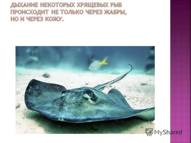 Дыхательная система акулы. Выделительная система акулы. Класс хрящевые рыбы дыхательная система. Схема жаберного аппарата акулы. Система кровообращения у хрящевых рыб.