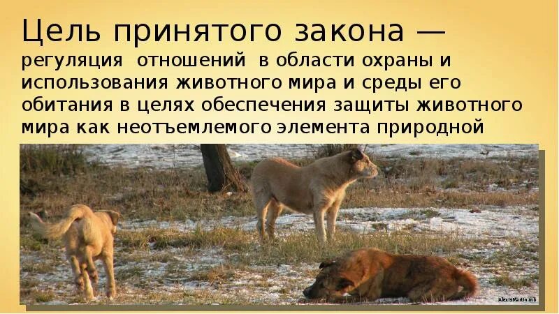 Вопросы охрана животных. Охрана животных презентация. законы об охране животных.