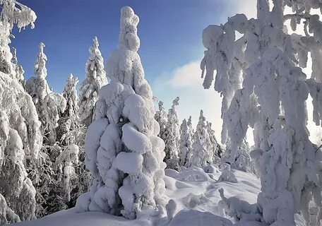 Мохнатый лес