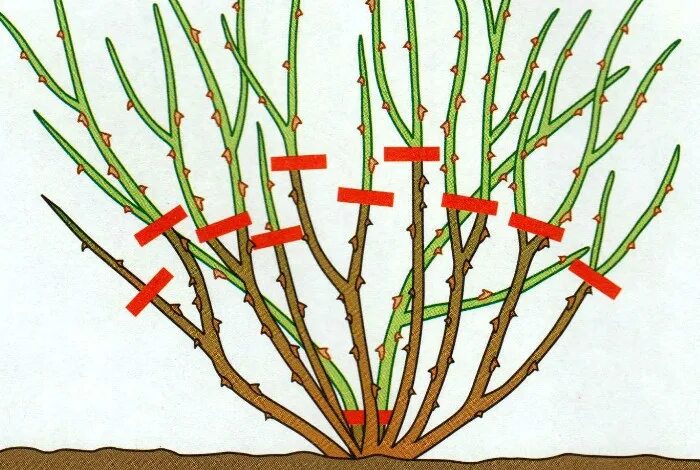 Обрезают ли плетистую розу весной. Обрезание плетистой розы весной. Обрезка плетистой розы летом. Обрезка плетистых роз после цветения.
