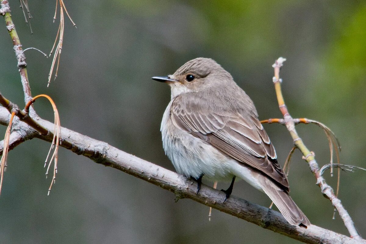 Какая будет серая птичка. Серая мухоловка (Muscicapa striata). Мухоловка серая – Muscicapa striata (Pallas, 1764). Серая мухоловка птица в Сибири. Лесная сорокопутовая мухоловка.