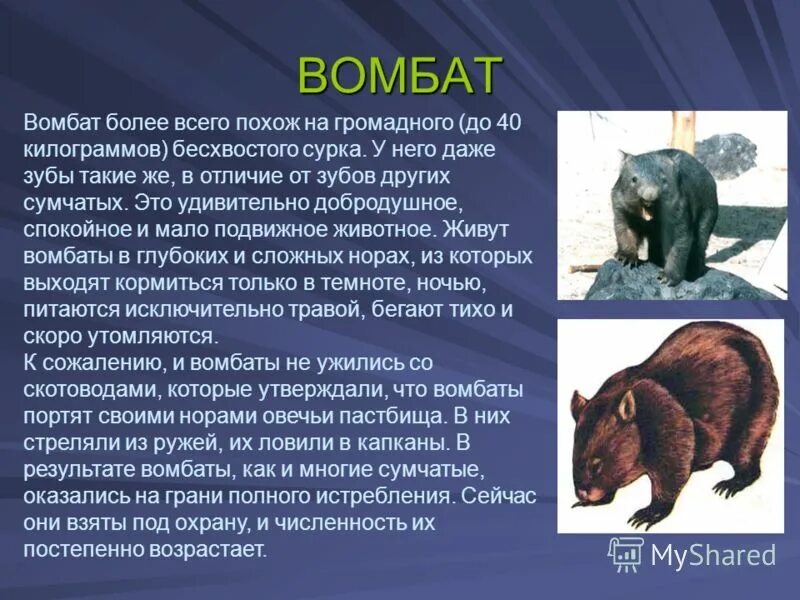 Животные австралии 7 класс кратко. Вомбат. вомбат сообщение. сумчатые животные вомбат. животное вомбат сообщение.
