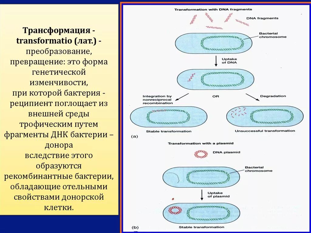 Установи соответствие между группами бактерий. Механизм трансформации бактерий схема. Трансформация бактерий микробиология схема. Механизм трансформации микробиология. Процесс трансформации у бактерий.
