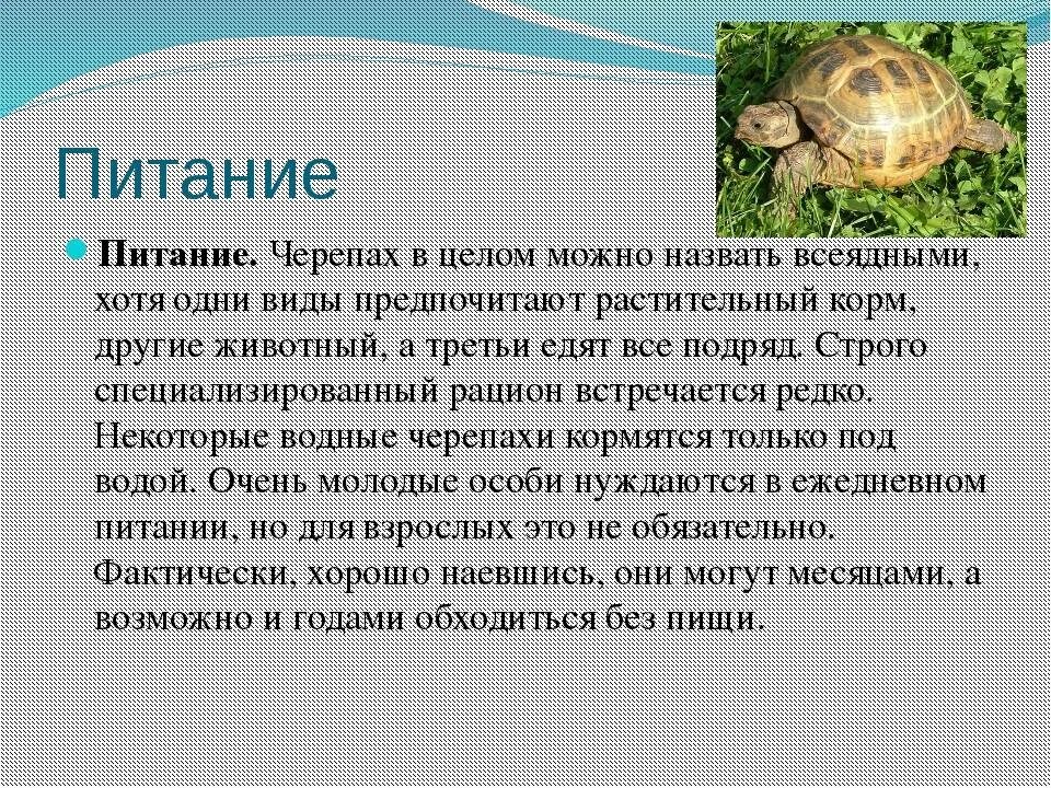 Сообщение о черепах. Сообщение о пресмыкающихся черепахи. доклад про черепаху. рассказ о черепахе. черепаха рассказывает.