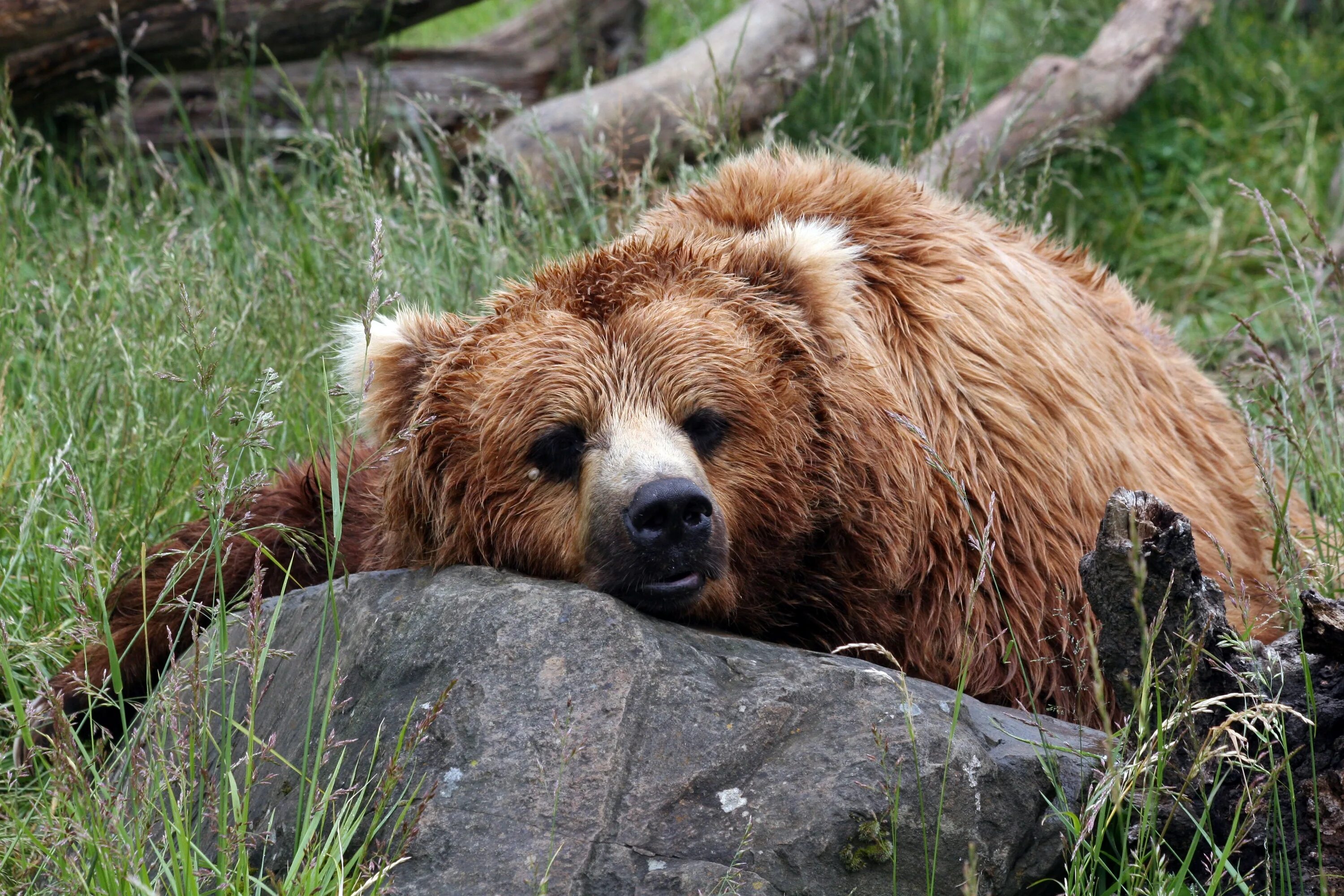 Живого медведя видео. Настоящий медведь. Седой бурый медведь. Бурые медведи в дикой природе. Медвежонок живой.