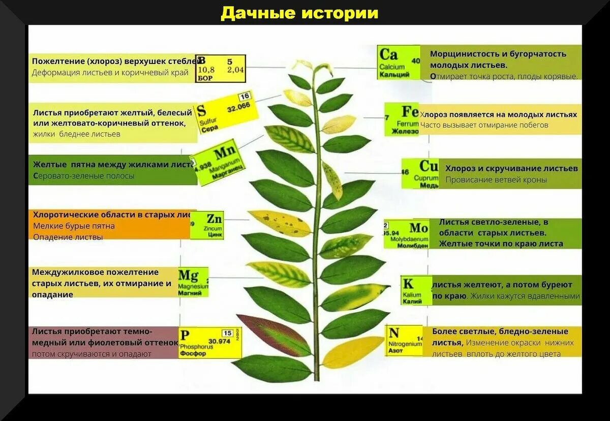 Избыток калия у растений симптомы. Нехватка микроэлементов у растений по листьям. Элементы минерального питания растений. Нехватка удобрений в аквариуме. Недостаток и избыток азота у растений.
