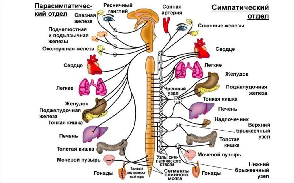 Автономная нервная система: парасимпатическая система. Схема симпатического отдела нервной системы. Нервная система человека схема симпатическая и парасимпатическая. Схема иннервации вегетативной нервной системы симпатического отдела. Подразделения нервной системы