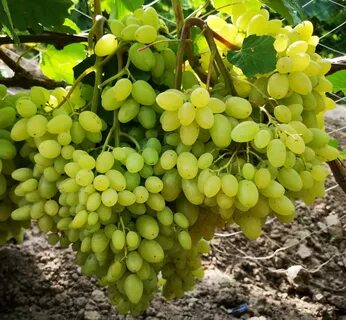 Кишмиш вкус