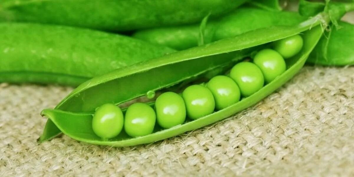 Чем полезен горох для организма. Чем полезен зеленый горошек. Зеленый горошек стручок. Польза гороха. Зеленый горошек стручковый 9 горошин.