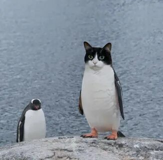 Котик пингвин