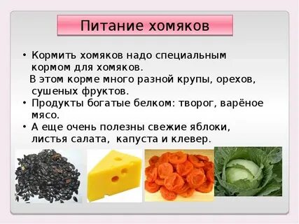 Можно ли хомякам абрикос