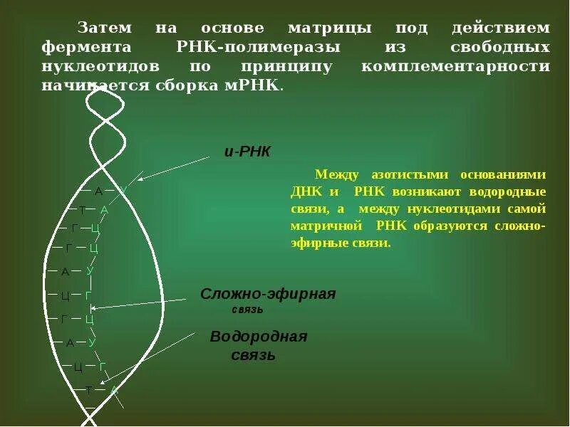 Сборка белка происходит. Сборка белка по матрице ИРНК. Создание белка по матрице РНК. Сборка белков по матрице и РНК 9 букв. Матрица для сборки белка.