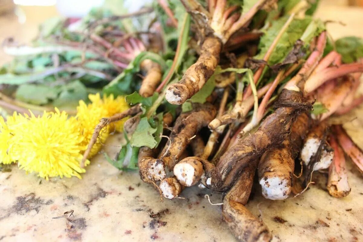 Корень одуванчика для человека. Целебные корни - пырей, одуванчик, лопух!. dandelion root - корень одуванчика. корень одуванчика лопуха и пырея. корень пырея корень одуванчика и корень лопуха.
