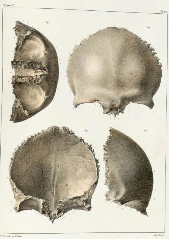 Лобная кость черепа анатомия. Лобная кость анатомия Синельников. Лобная кость анатомия атлас. Лобная кость анатомия Гайворонский.