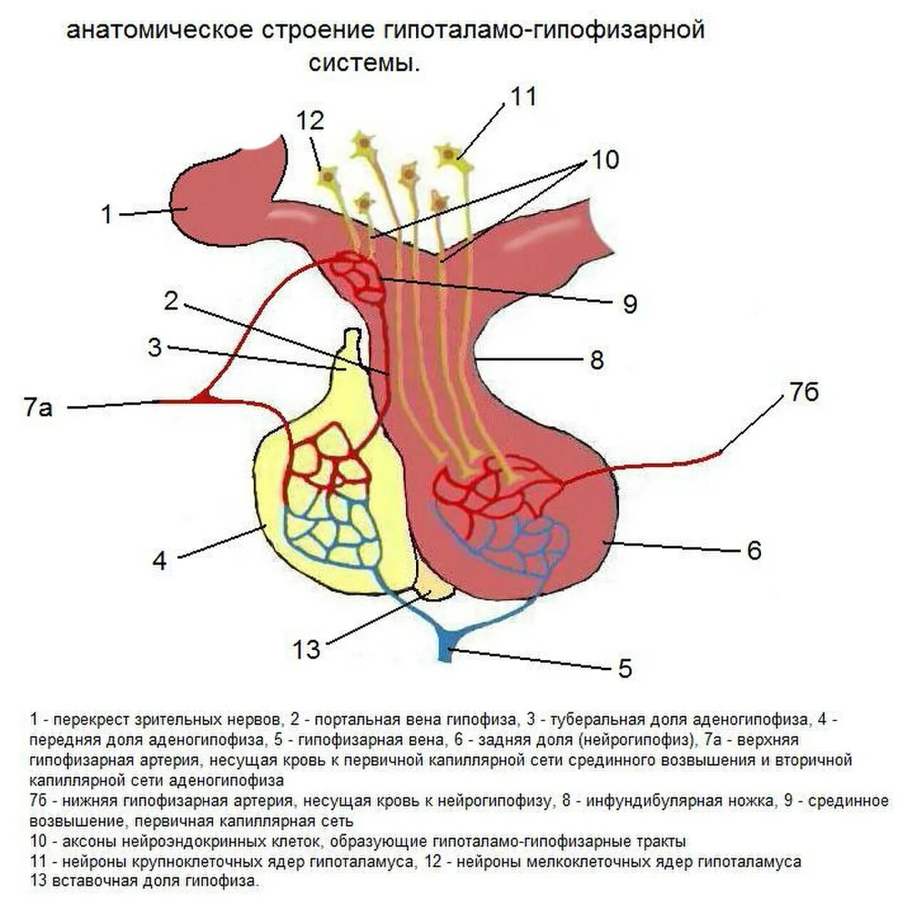 Гипофиз кровеносная система. Анатомическое строение гипоталамо гипофизарной системы. Схема взаимовлияния органов гипоталамо-гипофизарной системы. Схема структуры гипоталамо гипофизарной.