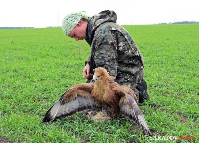Полевая дичь в вологодской области. Открытие охоты в саратовской. Браконьерство в лабинском районе. Охота на уток. Охота на дичь в сургуте.