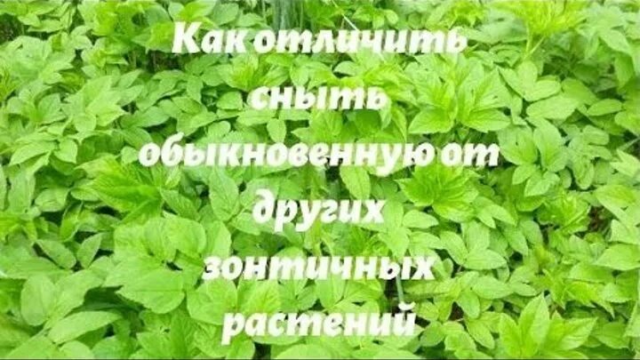 Сныть можно кушать. Борщевик болиголов сныть. сныть трава фото. лечебная трава сныть. сныть и вех отличия.