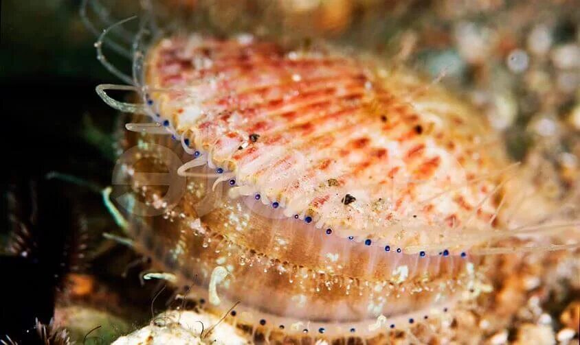 Морской гребешок живой. Морской гребешок моллюск. Морские гребешки (семейство Pectinidae). Морской гребешок Ракушка. Морской гребешок это бентос.