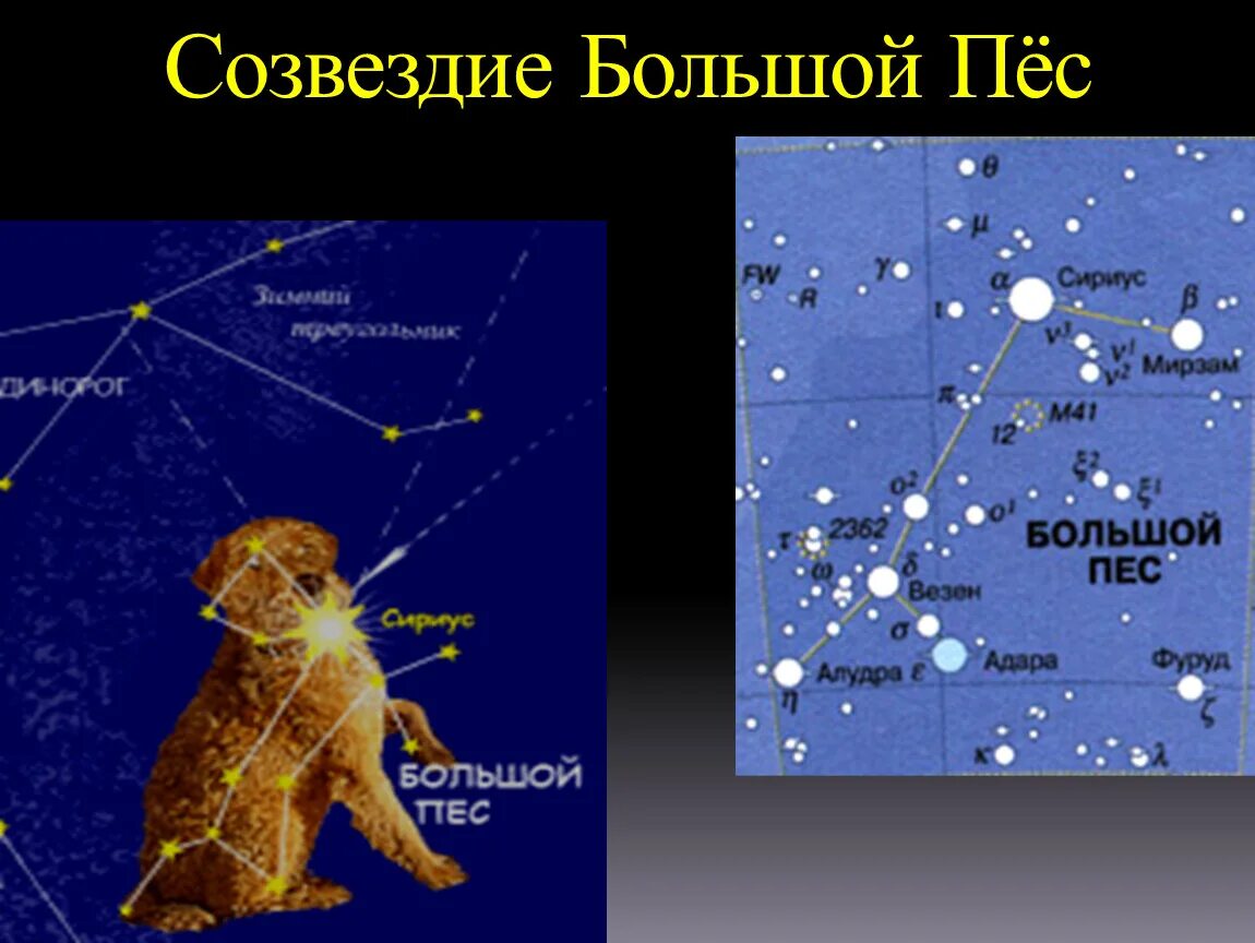 Сириус звезда какого созвездия. Созвездие малая Медведица большой пес и Телец. Сириус звезда большого пса. Сириус Созвездие большого пса схема. Созвездие большого пса на карте звездного неба.