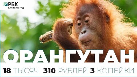 Рыжеватая обезьяна