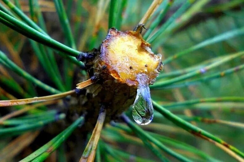 Живицы смола сосны обыкновенной. Кедровая смола живица. Смола хвои. Янтарь смола дерева. Хвойная живица.