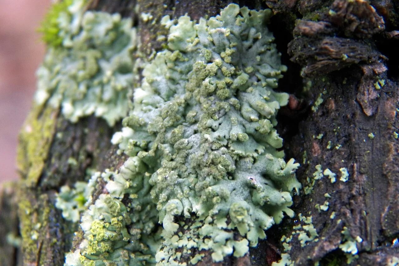 лишайники а б в. пармелия лишайник. лишайники а б в. цетрария лишайник. листоватый пармелия.