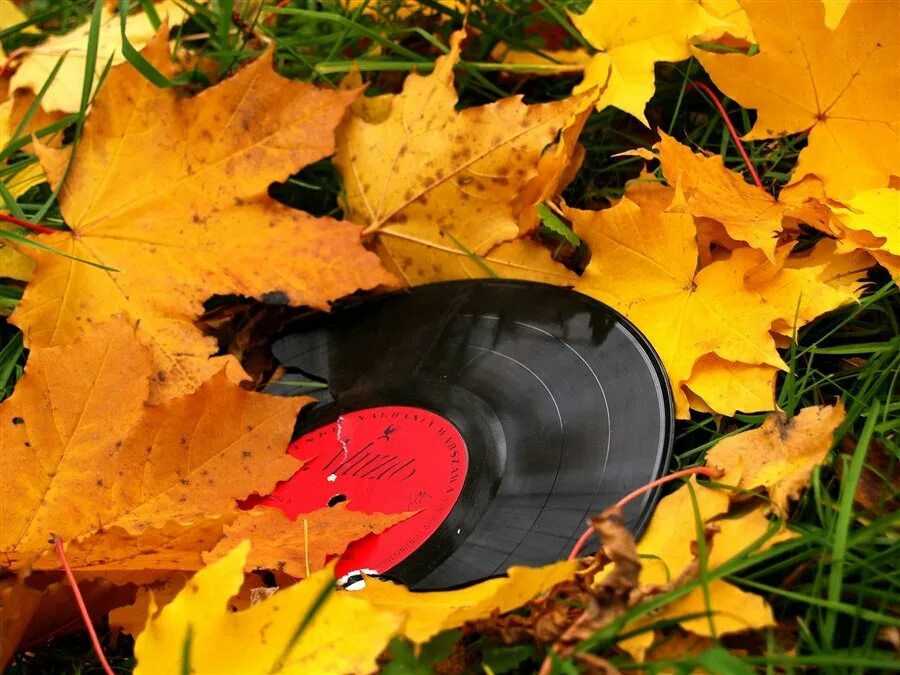 Осенние листья песня. Пластинка в осенних листьях. Музыкальная осень. Осенний патефон. Осенний граммофон.