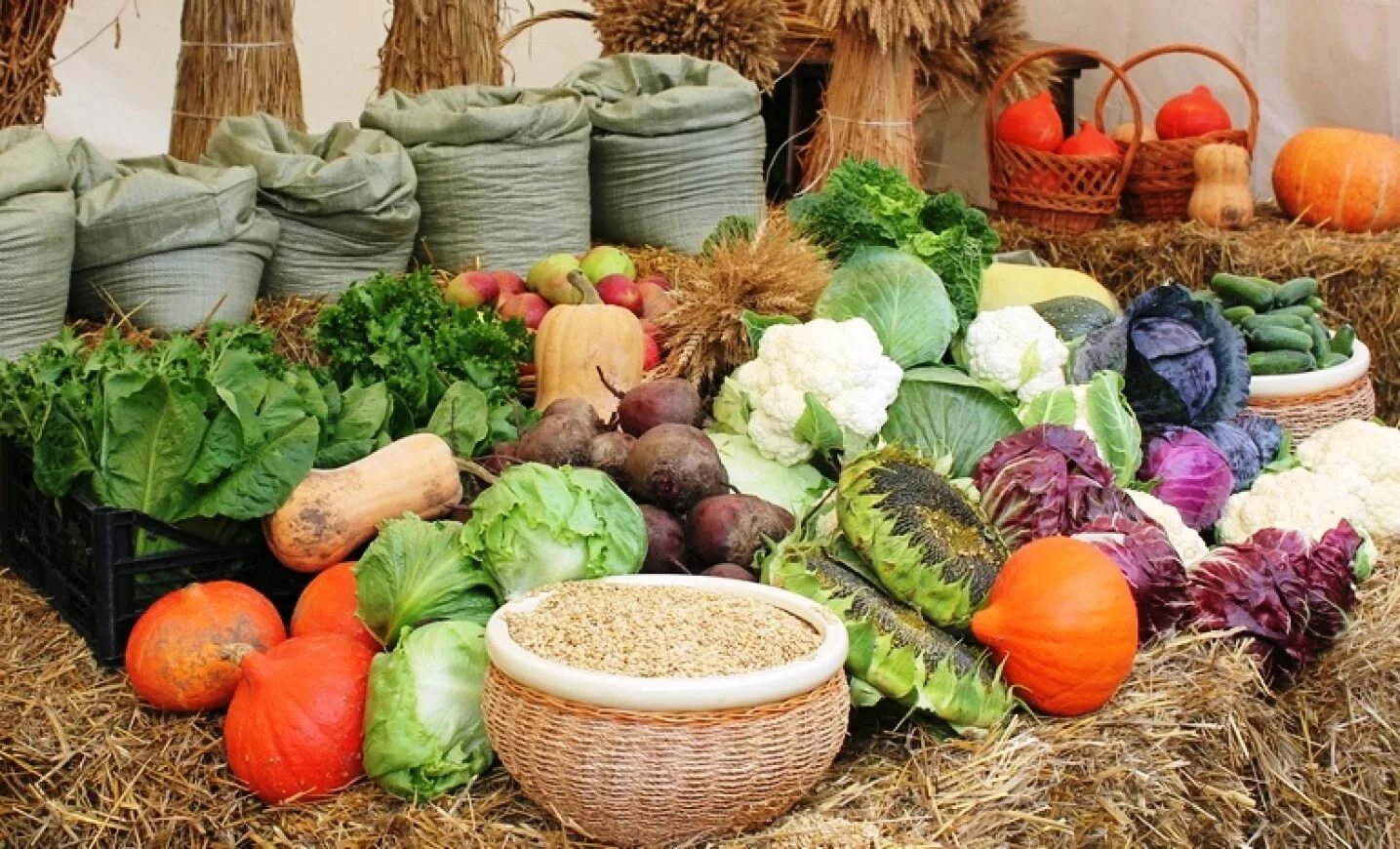 сбор урожая. помидорные поля в астраханской области. морковь сорт шантеклер. осенний сбор урожая. сбор овощей на полях.