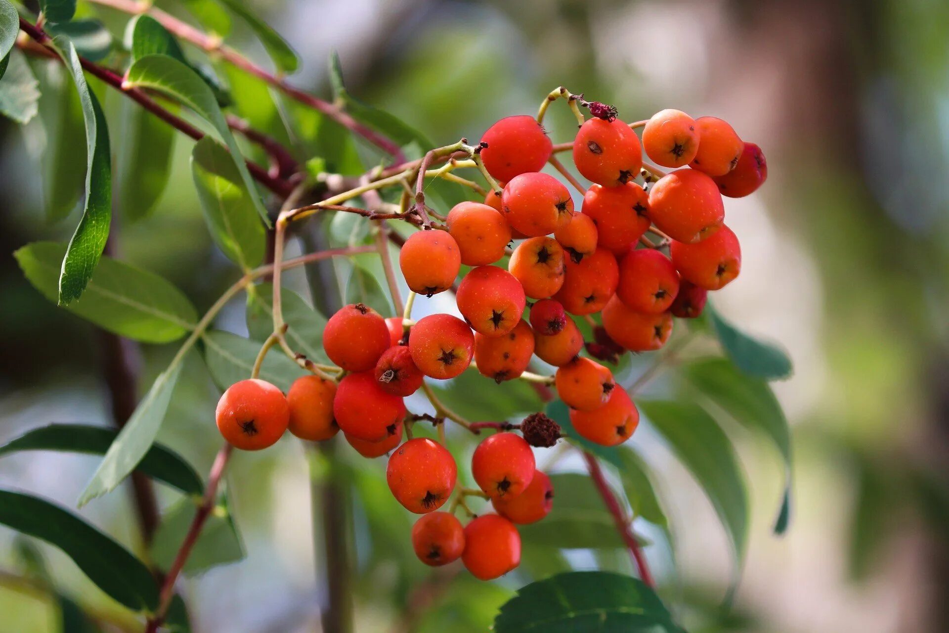 Рябина ягода. Рябина обыкновенная невежинская. Рябина (sorbus). Ягода рябина полезные. Арония красная.