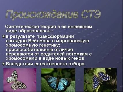 Синтетическая теория биологии