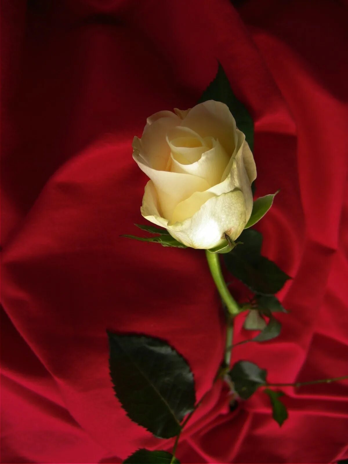 Розочки любимые. Красивые розы. Цветы для любимой. Цветы для любимых. Шикарные красные розы.