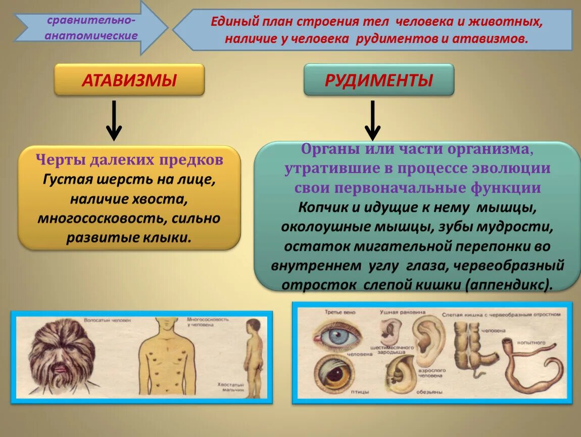 Атавизмы определение. Рудименты и атавизмы у человека 8 класс биология. Рудименты и атавизмы таблица. Рудименты и атавизмы примеры. Атавизмы у человека таблица.