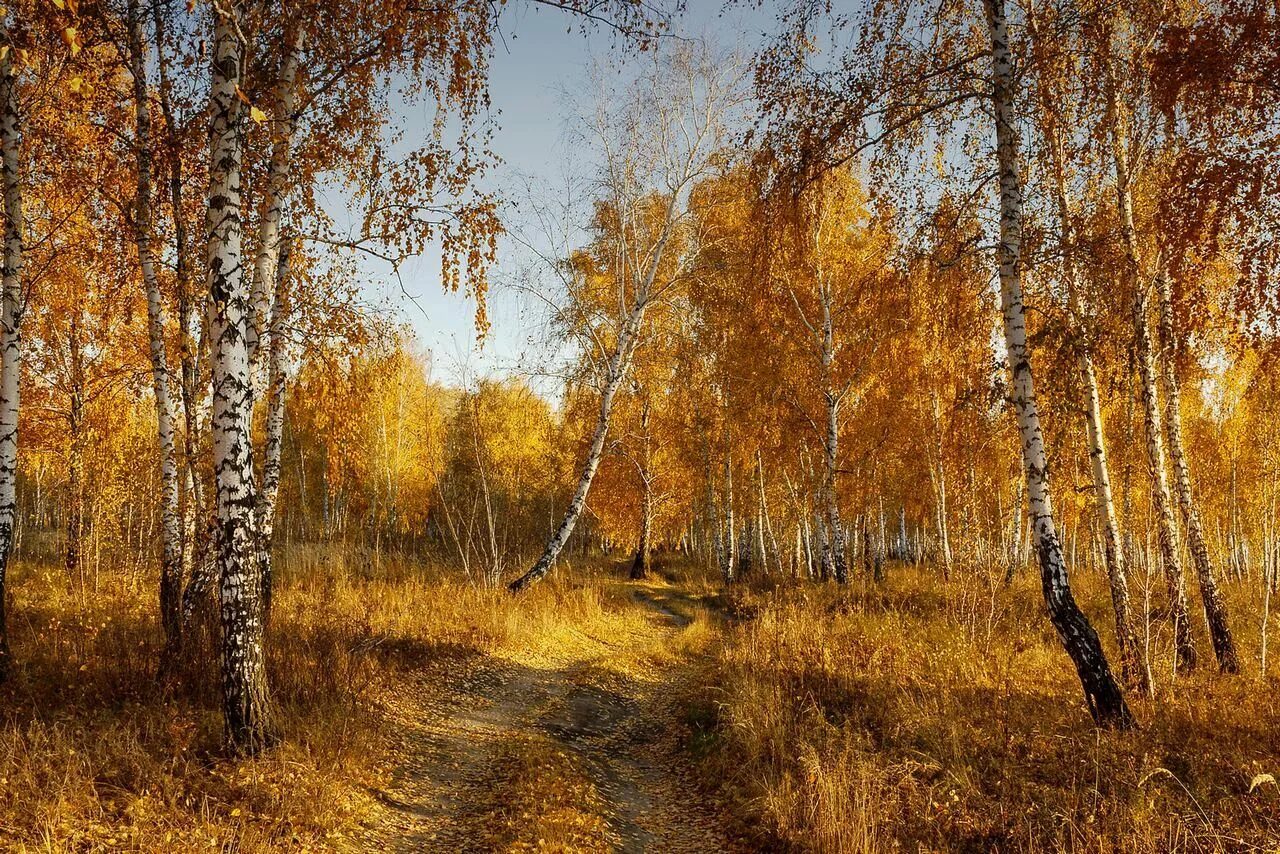 Тургенев в березовой роще. Осенняя береза. Осень роща. Береза осень.