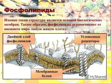 Фосфолипиды это