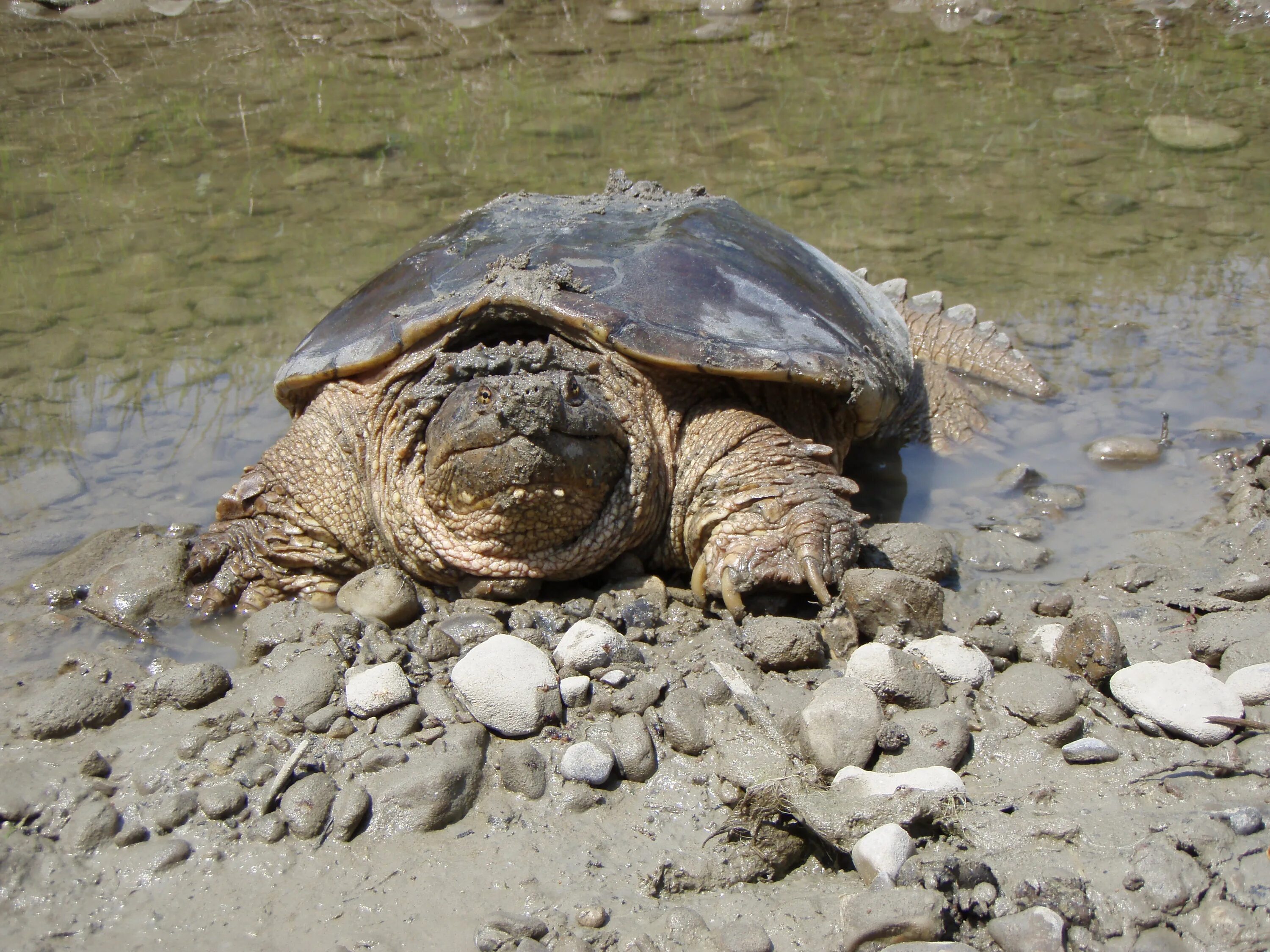 Каймановая черепаха (Chelydra serpentina). Пресноводные Каймановые черепахи. Морская черепаха Каймановая. Каймановая черепаха панцирь. Место обитания большой черепахи