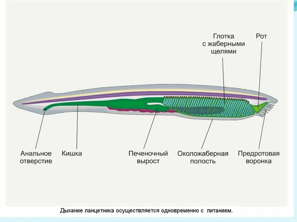 Тип хордовые дыхание
