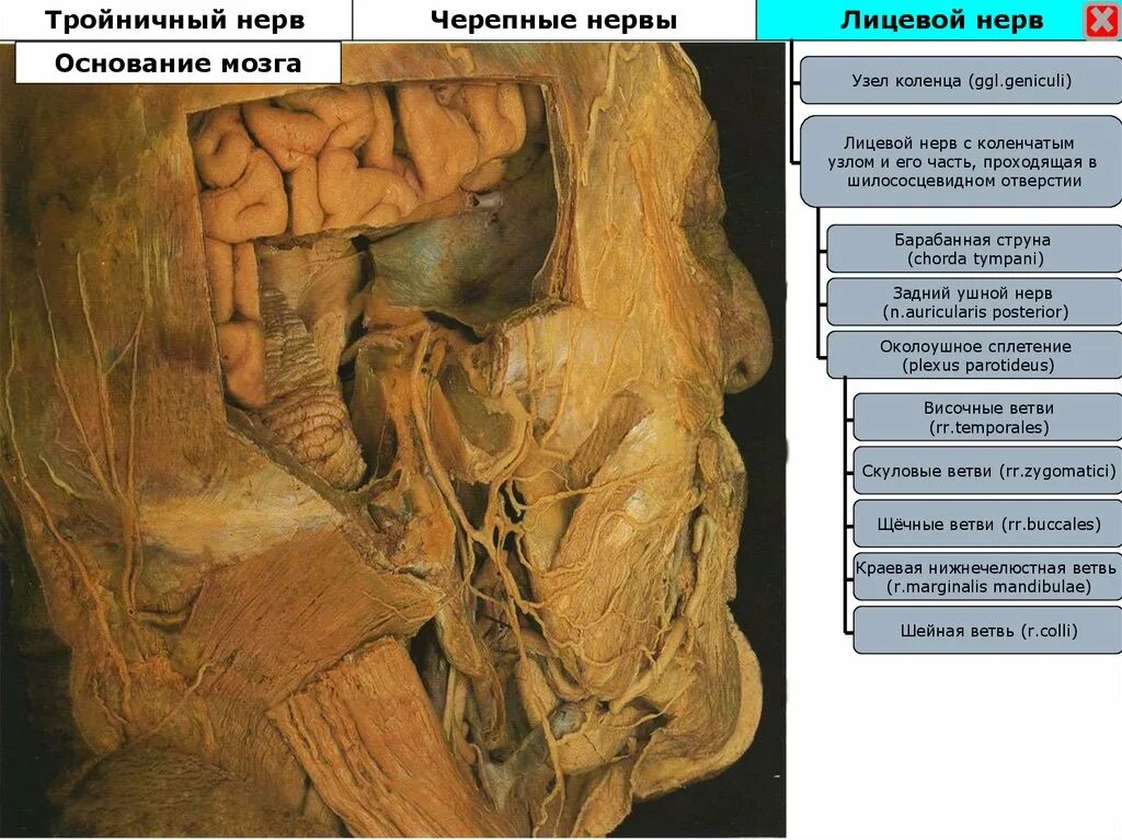 Узлы черепных нервов. Узел коленца лицевого нерва. Тройничный нерв на основании мозга. Лицевой нерв на основании мозга.