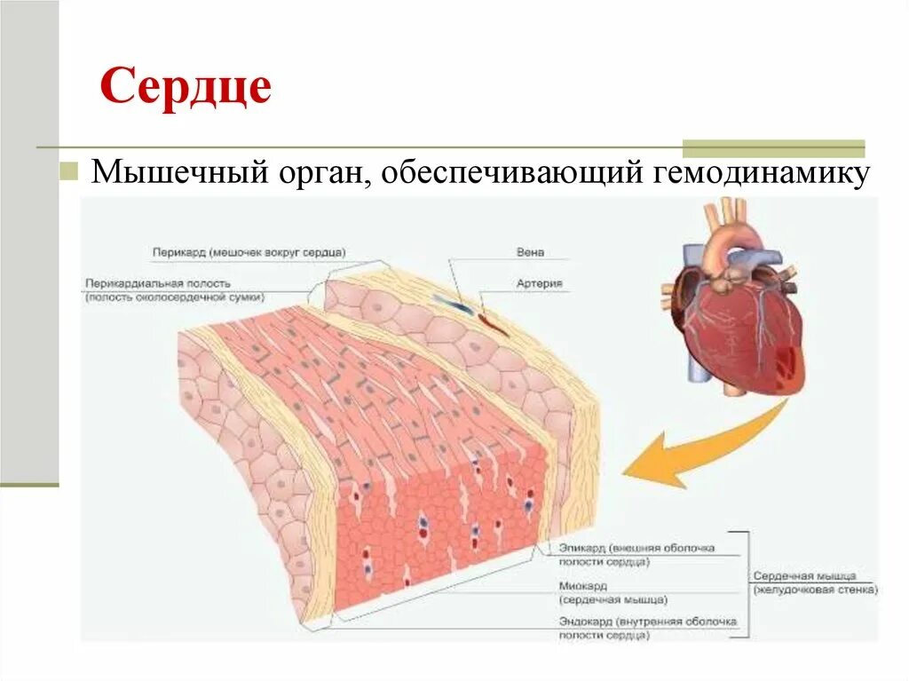 Сердечная мышца представлена тканью. Мышца сердца гистология. Внутренняя оболочка эндокард. Гистология сердечной мышцы.