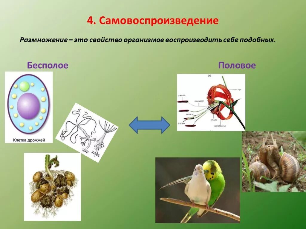 Все живые размножаются. Размножение самовоспроизведение. Размножение свойство живых организмов. Воспроизведение биология. Самовоспроизведение организмов биология.