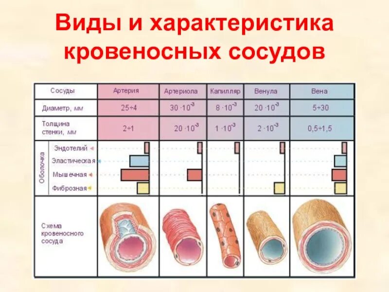 Строение артерии вены и капилляры. Сосуды вены артерии капилляры разница. Виды кровеносных. Строение кровеносных сосудов артерии вены. Виды кровеносных.