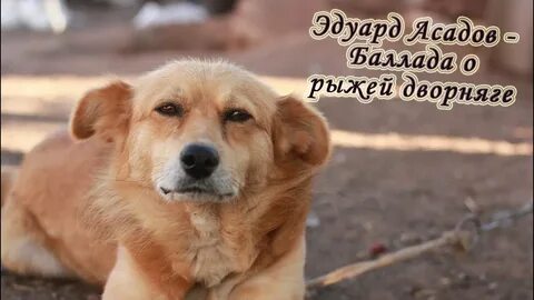 Собаку как она